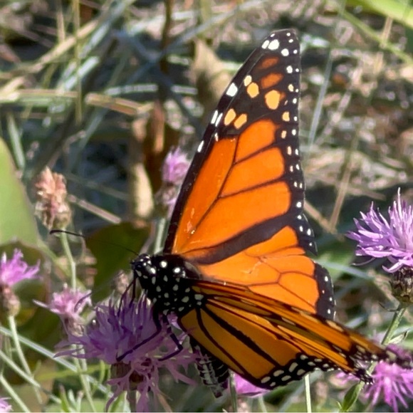 Welcome to my closet! - Picture 1 of 1